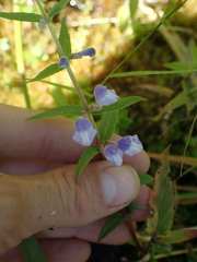Scutellaria galericulata