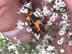 Chauliognathus basalis