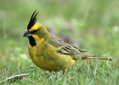 Gubernatrix cristata