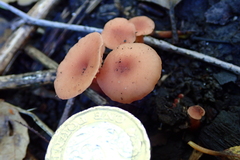 Laccaria laccata