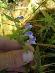 Scutellaria galericulata