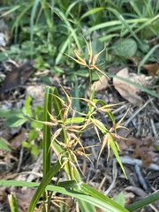Rhynchospora corniculata