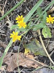 Acmella oppositifolia