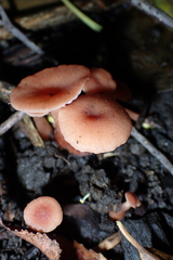 Laccaria laccata