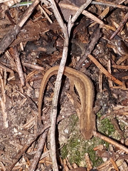 Lissotriton