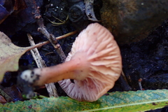 Laccaria laccata