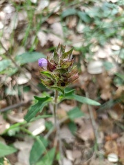 Prunella grandiflora