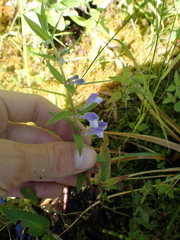 Scutellaria galericulata