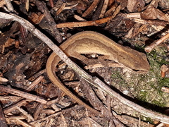 Lissotriton