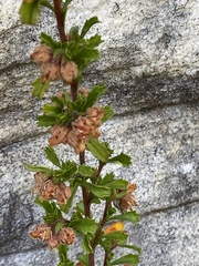 Hermannia hyssopifolia