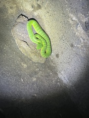 Trimeresurus albolabris