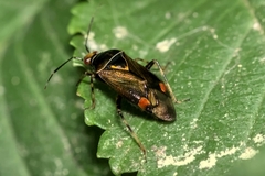 Deraeocoris flavilinea