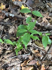 Cornus alternifolia