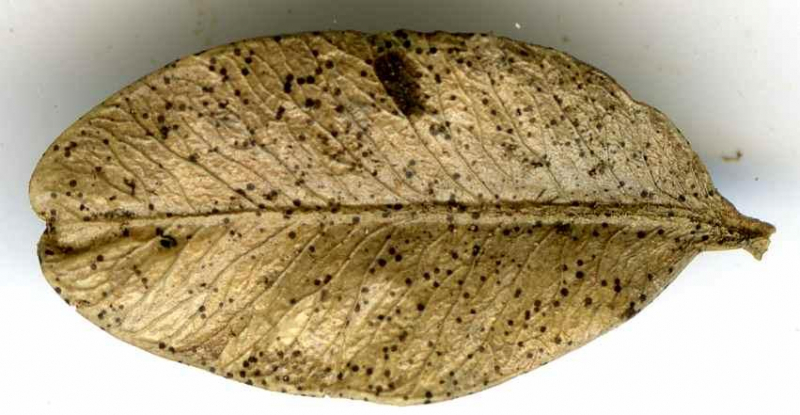Microthyrium macrosporum
