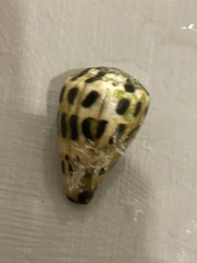 Conus ebraeus