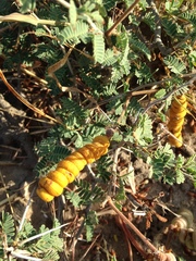 Prosopis reptans