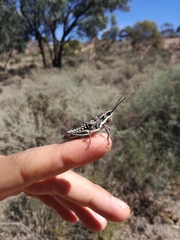 Monistria pustulifera