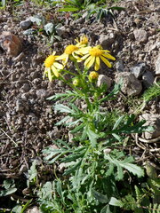 Senecio squalidus