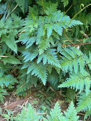 Selaginella willdenowii