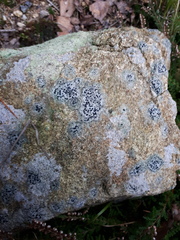 Lecidella