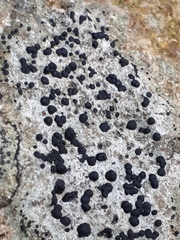 Lecidella