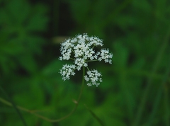 Perideridia parishii