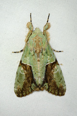 Stauropides persimilis