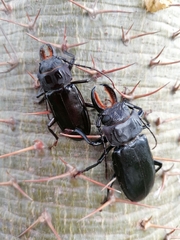 Mallodon chevrolatii