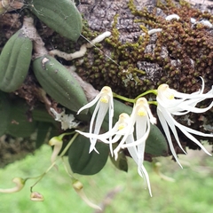 Dendrobium linguiforme
