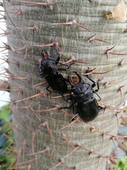 Mallodon chevrolatii