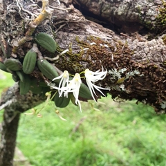 Dendrobium linguiforme
