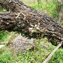 Dendrobium linguiforme