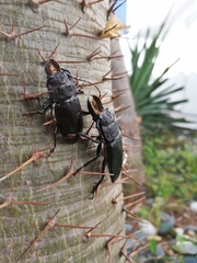 Mallodon chevrolatii