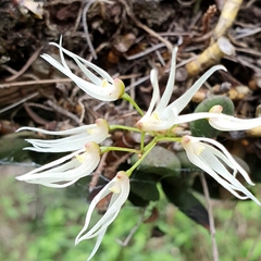 Dendrobium linguiforme