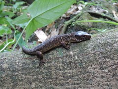 Lepidophyma flavimaculatum