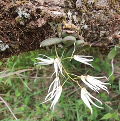 Dendrobium linguiforme