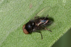 Platypezidae