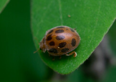 Epilachna tredecimnotata