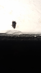 Loboptera decipiens