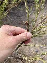 Gnorimoschema baccharisella