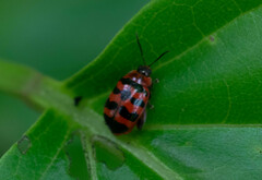 Alagoasa trifasciata