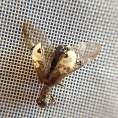 Pelonium