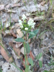 Prunella laciniata