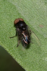 Platypezidae