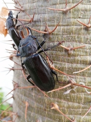 Mallodon chevrolatii