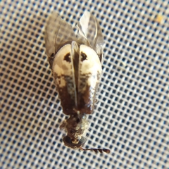 Pelonium