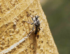 Andrenosomatini