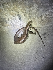 Eutropis longicaudata