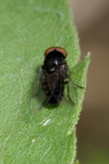 Platypezidae