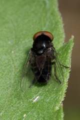 Platypezidae